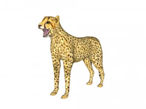 rigged cheetah 3D Model