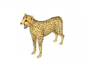 rigged cheetah 3D Model