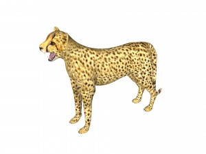 rigged cheetah 3D Модель