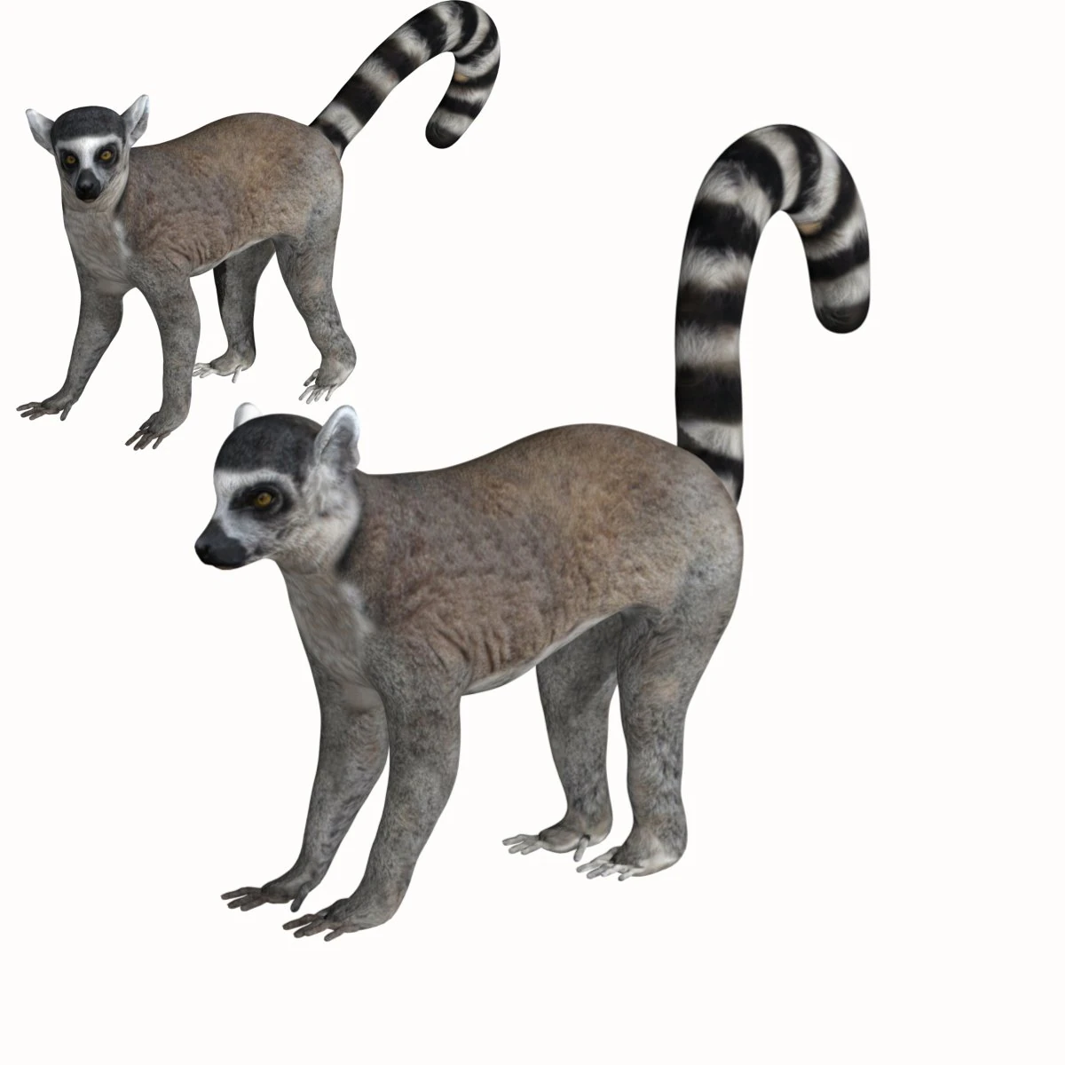 rigged lemur monkey 3D Model .c4d .max .obj .3ds .fbx .stl .blend