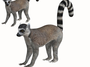 rigged lemur monkey 3D Model