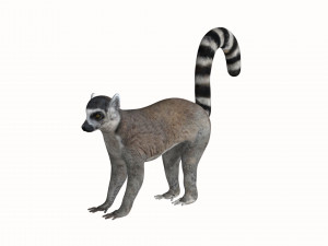 rigged lemur monkey Model 3D