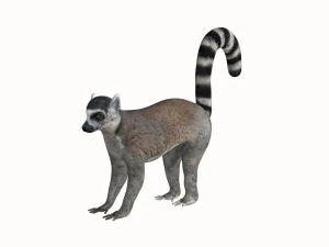 rigged lemur monkey 3D Model