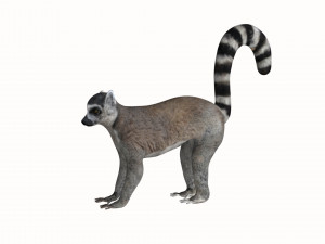 rigged lemur monkey Model 3D