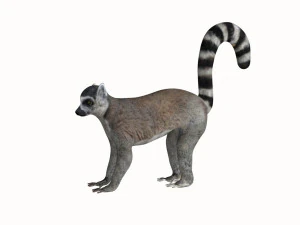rigged lemur monkey 3D Model