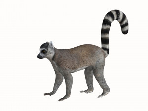 rigged lemur monkey Model 3D