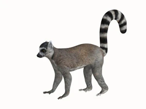rigged lemur monkey 3D Model