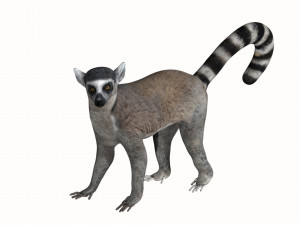 rigged lemur monkey Model 3D