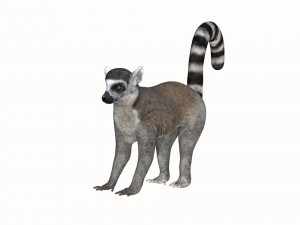 rigged lemur monkey Model 3D
