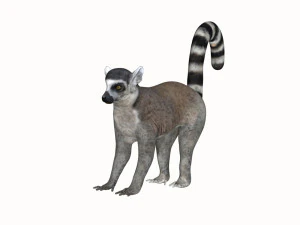 rigged lemur monkey 3D Model