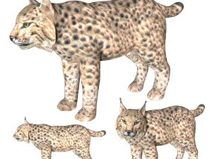 lince truccata leone tigre ghepardo leopardo Modello 3D