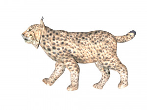 rigged lynx lion tiger cheetah leopard Modello 3D