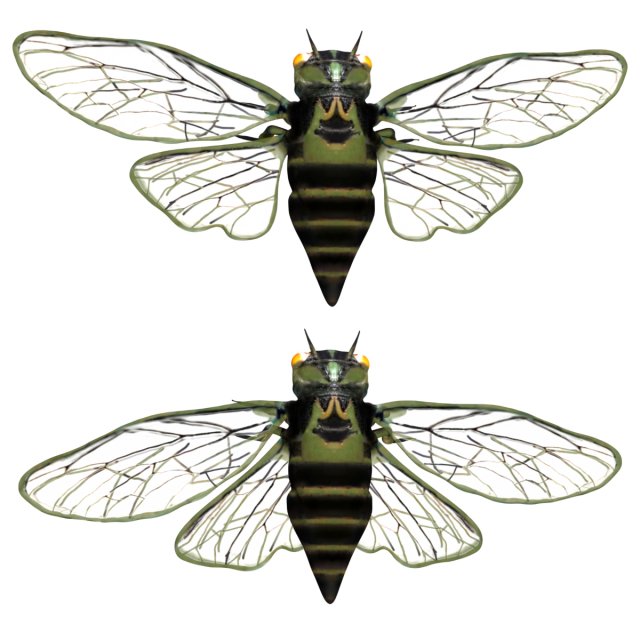 rigged cicada 3D 模型 .c4d .max .obj .3ds .fbx .stl .blend 