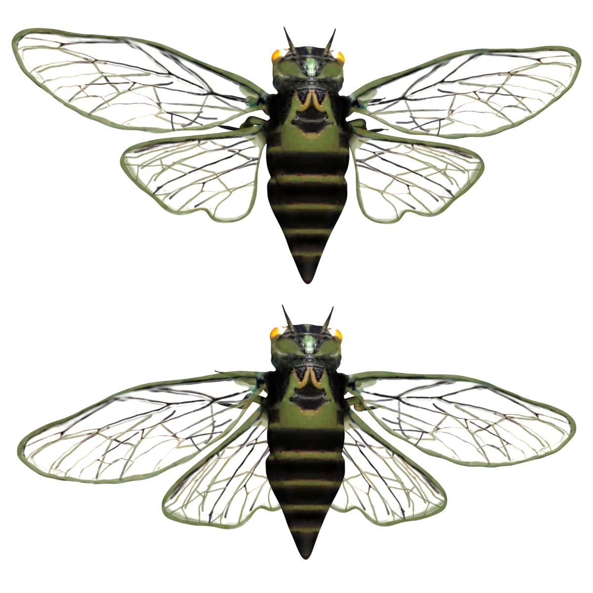 rigged cicada 3D Model .c4d .max .obj .3ds .fbx .stl .blend