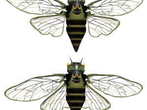 rigged cicada 3D Model