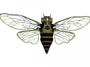 rigged cicada 3D Model