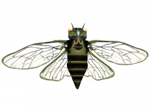 rigged cicada 3D 模型