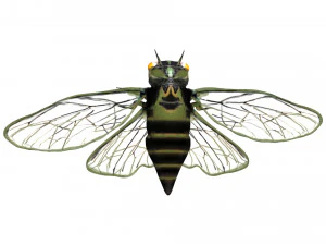 rigged cicada 3D Model
