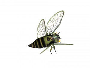rigged cicada 3D 模型