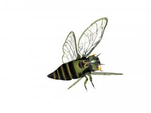 rigged cicada 3D Model