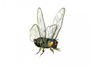 rigged cicada 3D 模型
