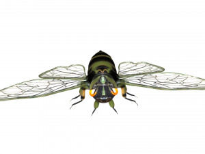 rigged cicada 3D 模型