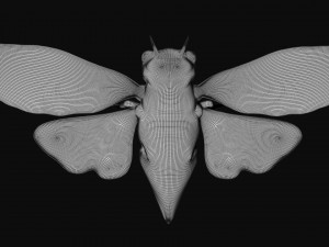 rigged cicada 3D 模型