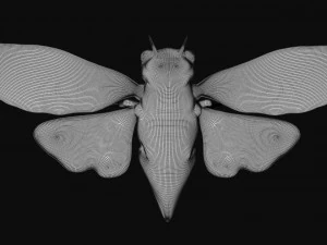 rigged cicada 3D Model