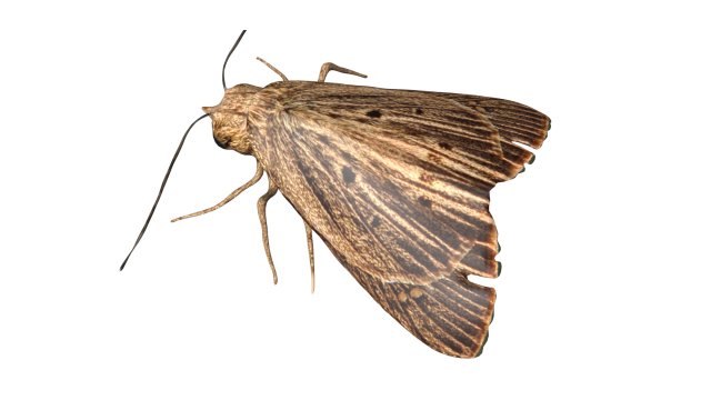 rigged moth lunar moth Modelo 3D .c4d .max .obj .3ds .fbx .stl .blend 