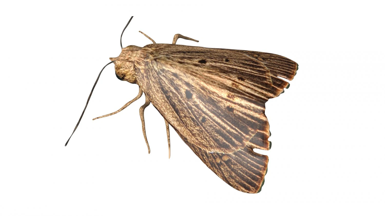 rigged moth lunar moth 3D Model .c4d .max .obj .3ds .fbx .stl .blend