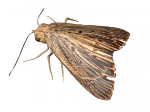 falena lunare truccata Modello 3D