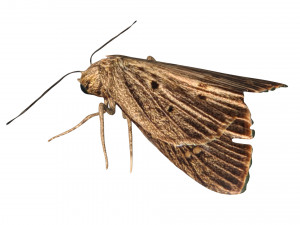 rigged moth lunar moth Modelo 3D