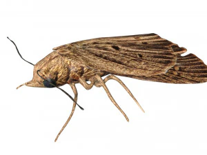 rigged moth lunar moth 3D Model