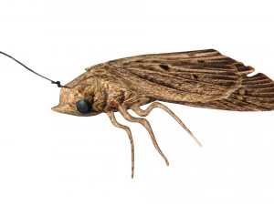 rigged moth lunar moth 3D Model