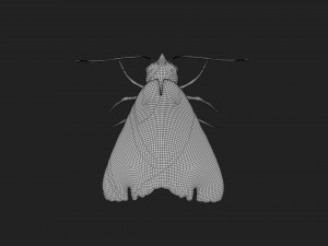 rigged moth lunar moth Modelo 3D