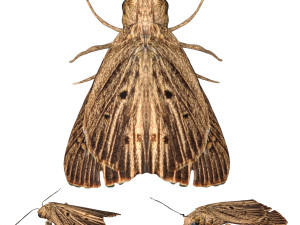 rigged moth lunar moth Modelo 3D