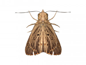 rigged moth lunar moth Modelo 3D