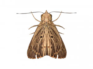 rigged moth lunar moth 3D Model