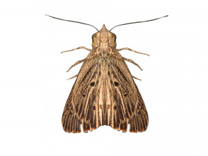 rigged moth lunar moth Modelo 3D