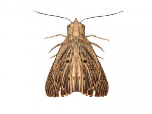 rigged moth lunar moth 3D Model