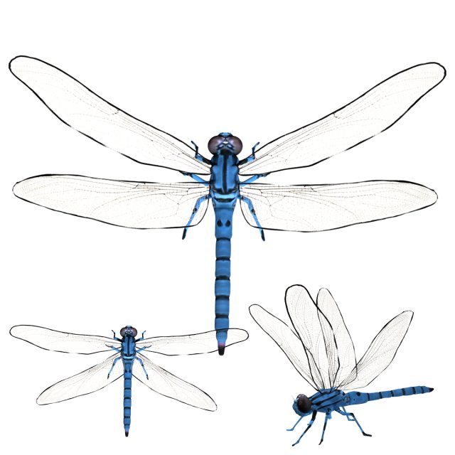 rigged dragonfly dragon fly 3D Model .c4d .max .obj .3ds .fbx .stl .blend 