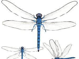 сфальсифицированная стрекоза драконова муха 3D Модель