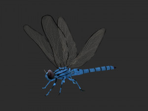 rigged dragonfly dragon fly 3D Model