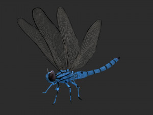 rigged dragonfly dragon fly 3D Model