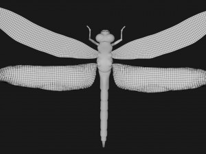 rigged dragonfly dragon fly 3D Model