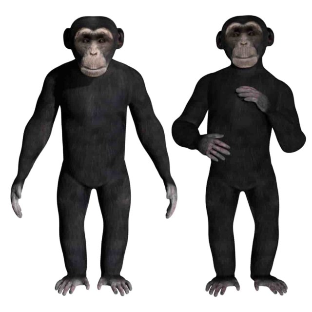 rigged chimpanzee 3D Model .c4d .max .obj .3ds .fbx .stl .blend 