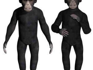 rigged chimpanzee Model 3D
