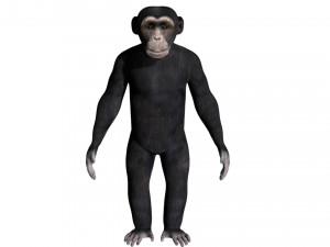 rigged chimpanzee 3D Model