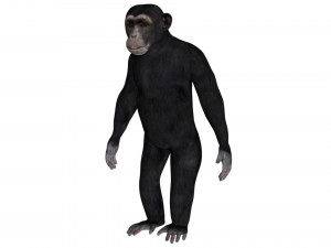 rigged chimpanzee 3D Model