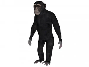 hileli şempanze 3D Model